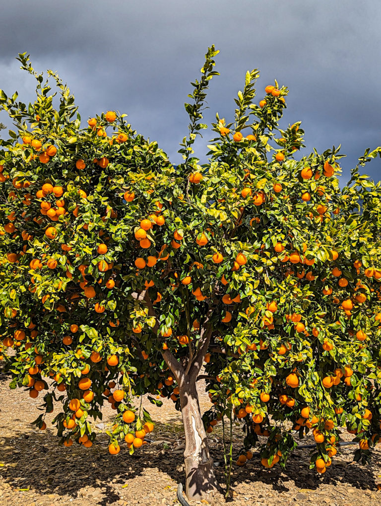 Orange Tree Most Beautiful