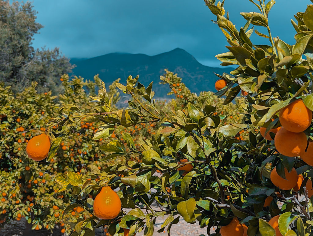 Oranges in the Foreground
